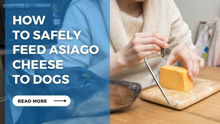 How to Safely Feed Asiago Cheese to Dogs