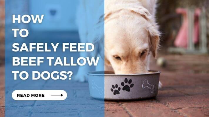 How to Safely Feed Beef Tallow to Dogs