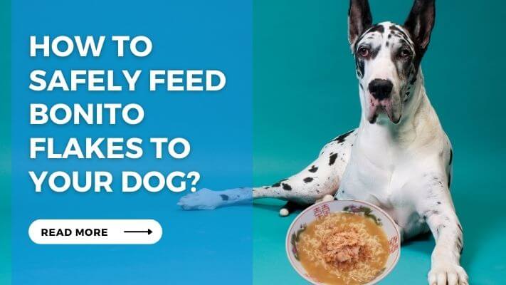 How to Safely Feed Bonito Flakes to Your Dog