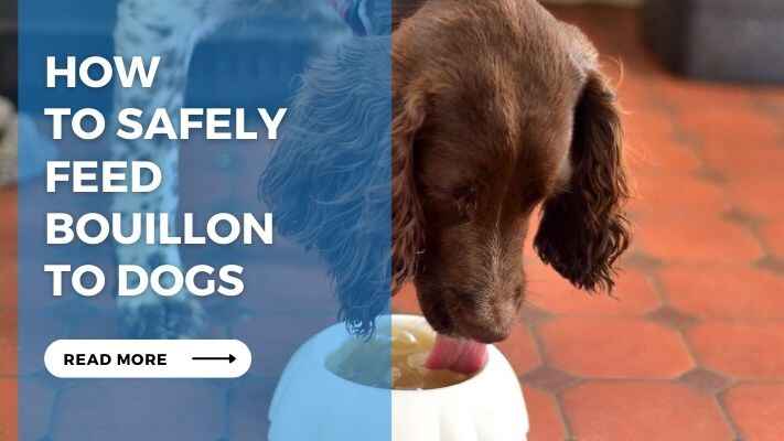 How to Safely Feed Bouillon to Dogs