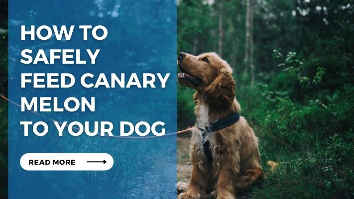 How to Safely Feed Canary Melon to Your Dog