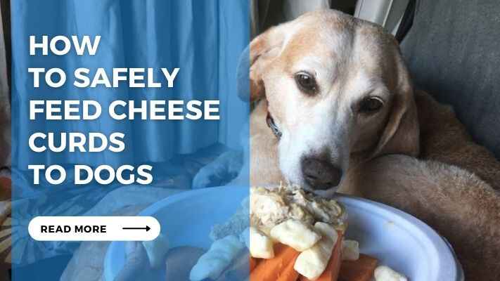 How to Safely Feed Cheese Curds to Dogs