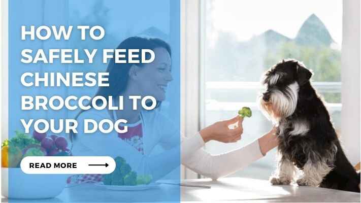 How to Safely Feed Chinese Broccoli to Your Dog