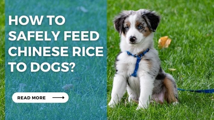 How to Safely Feed Chinese Rice to Dogs