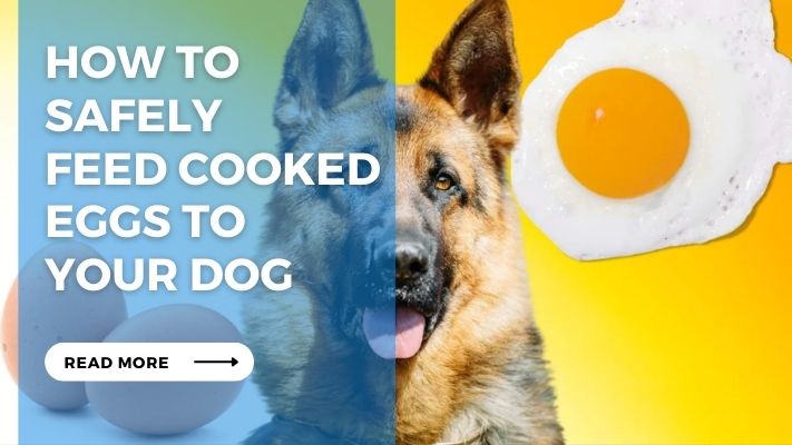How to  Safely  Feed Cooked Eggs  to Your  Dog