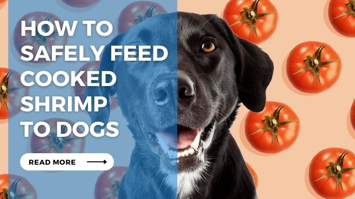 How to Safely Feed Cooked Shrimp to Dogs