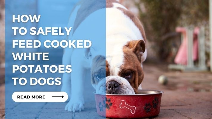 How to Safely Feed Cooked White Potatoes to Dogs