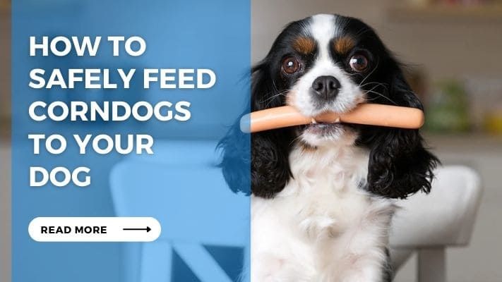 How to Safely Feed Corndogs to Your Dog