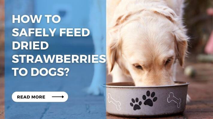 How to Safely Feed Dried Strawberries to Dogs