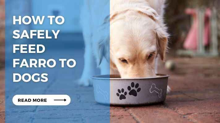 How to Safely Feed Farro to Dogs