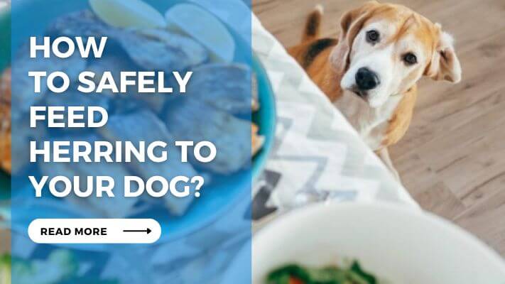 How to Safely Feed Herring to Your Dog