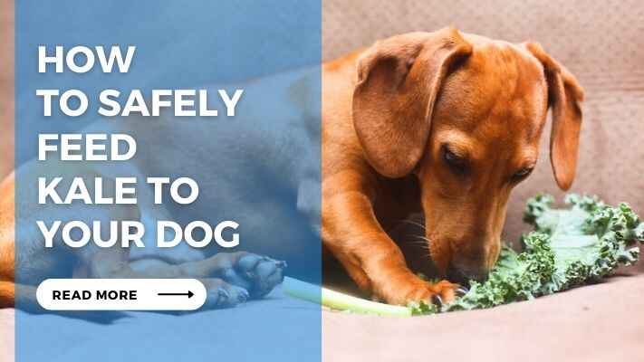 How to Safely Feed Kale to Your Dog 