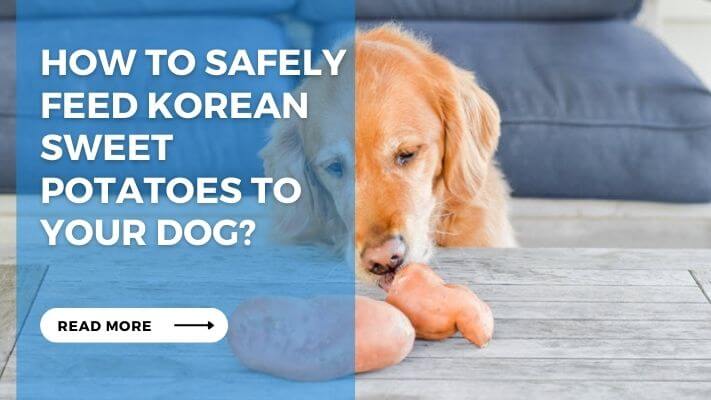 How to Safely Feed Korean Sweet Potatoes to Your Dog