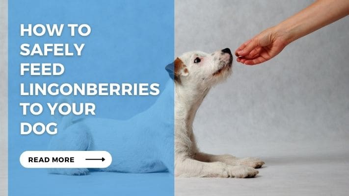 How to Safely Feed Lingonberries to Your Dog