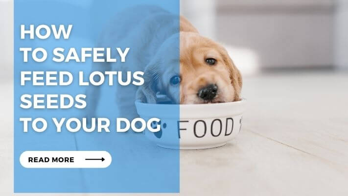 How to Safely Feed Lotus Seeds to Your Dog