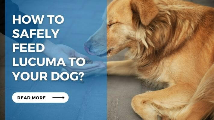 How to Safely Feed Lucuma to Your Dog