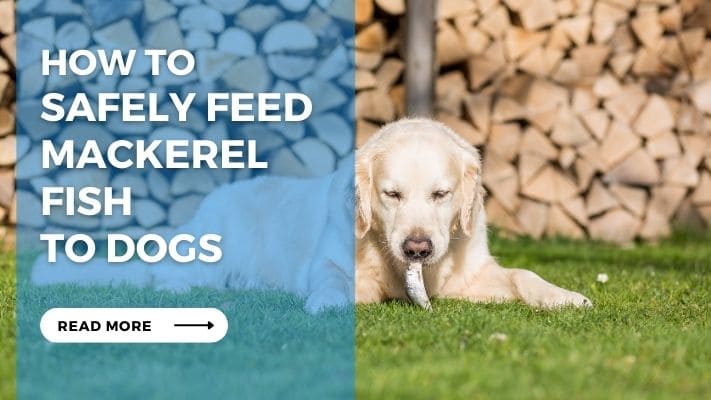 How to Safely Feed Mackerel Fish to Dogs