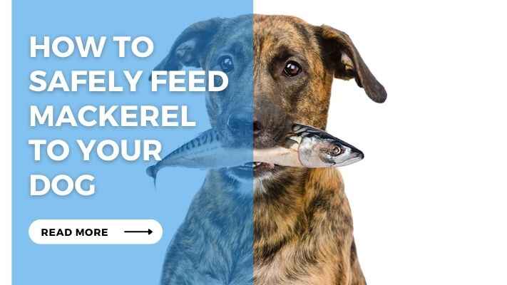 How to Safely Feed Mackerel to Your Dog 