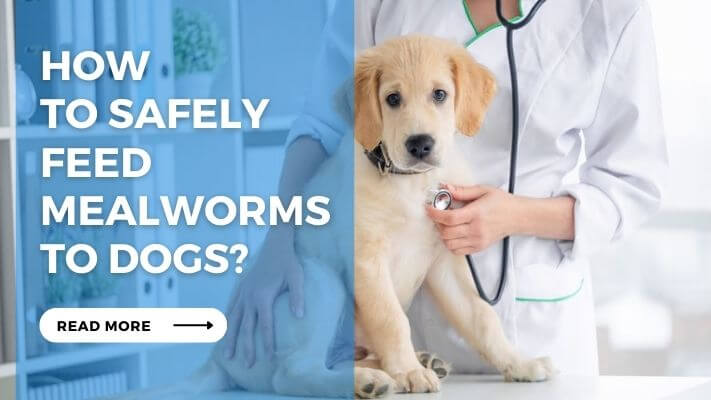 How to Safely Feed Mealworms to Dogs