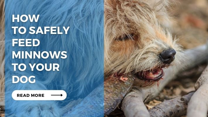 How to Safely Feed Minnows to Your Dog