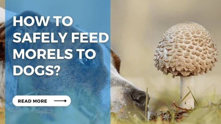 How to Safely Feed Morels to Dogs