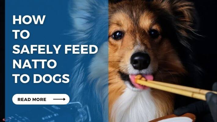 How to Safely Feed Natto to Dogs