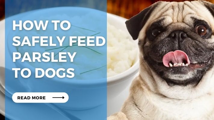 How to  Safely Feed Parsley  to Dogs