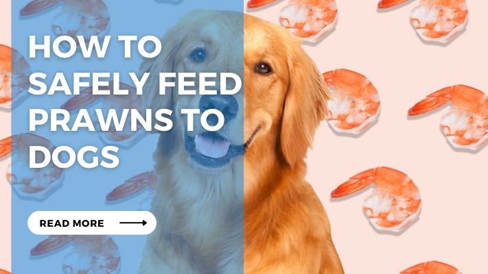 How to  Safely Feed Prawns to Dogs