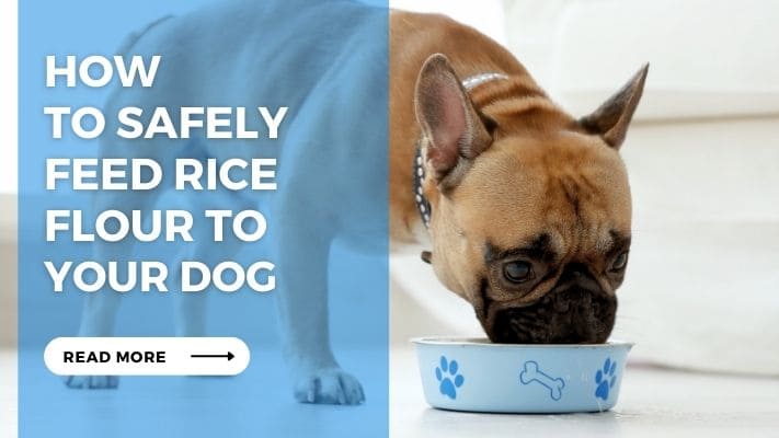 How to Safely Feed Rice Flour to Your Dog