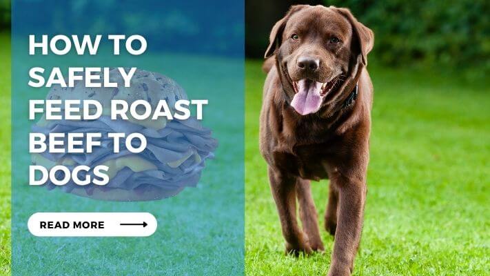 How to Safely Feed Roast Beef to Dogs