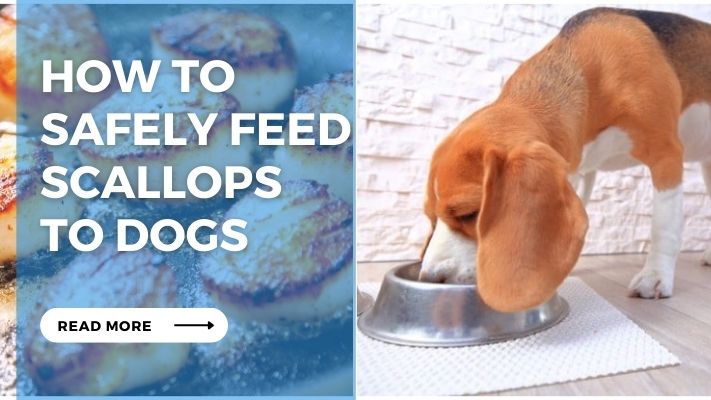 How to  Safely Feed  Scallops  to Dogs