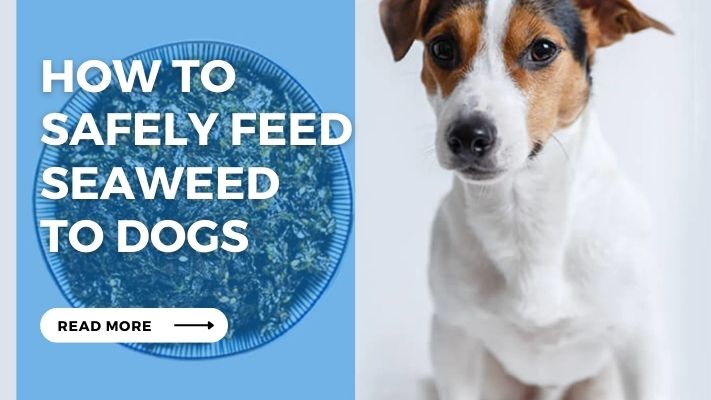 How to  Safely Feed Seaweed  to Dogs