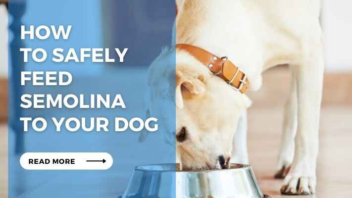 How to Safely Feed Semolina to Your Dog