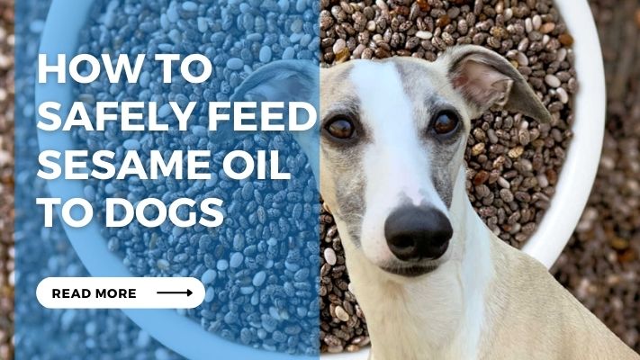 How to  Safely Feed Sesame Oil  to Dogs