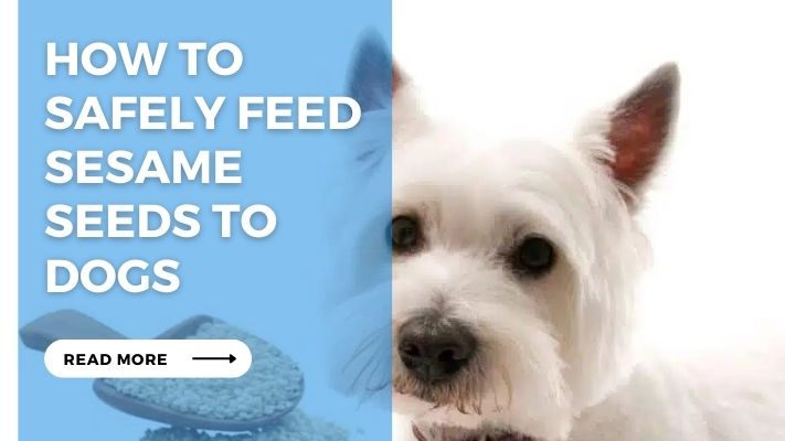 How to  Safely Feed Sesame  Seeds to  Dogs