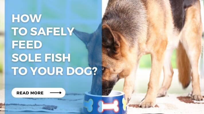 How to Safely Feed Sole Fish to Your Dog