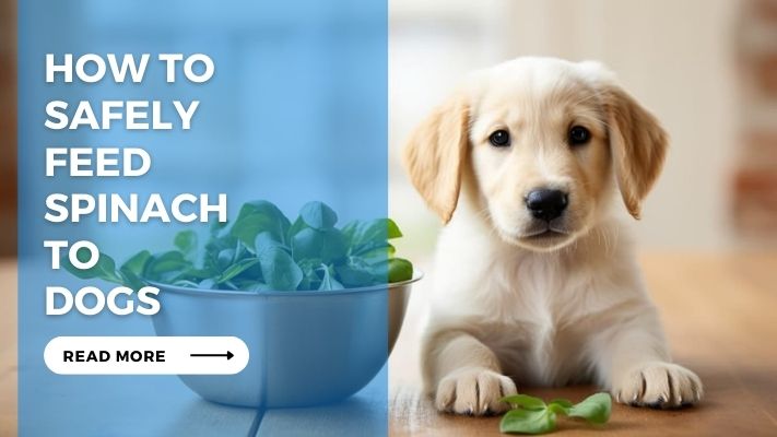 How to Safely Feed Spinach to Dogs