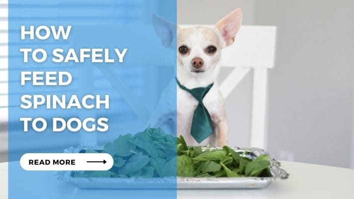 How to Safely Feed Spinach to Dogs