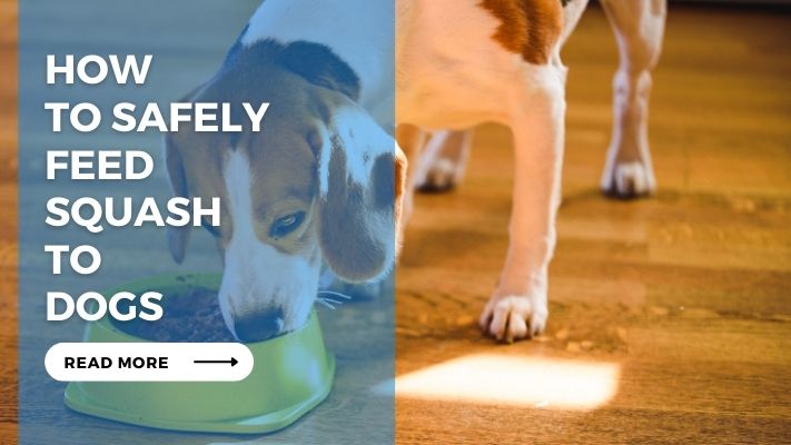 How to Safely Feed Squash to Dogs