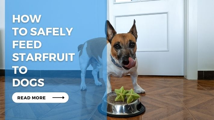 How to Safely Feed Starfruit to Dogs