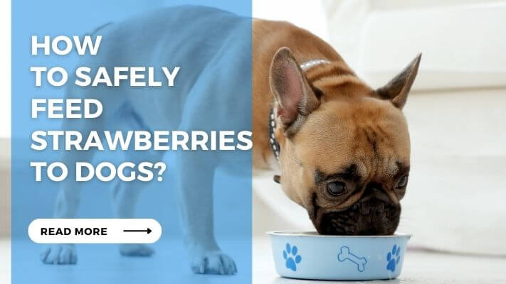 How to Safely Feed Strawberries to Dogs