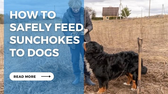 How to  Safely Feed Sunchokes  to Dogs