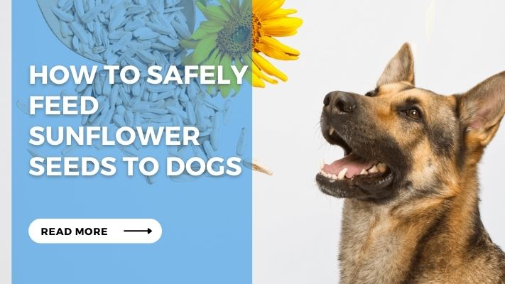 How to Safely Feed Sunflower Seeds to Dogs 