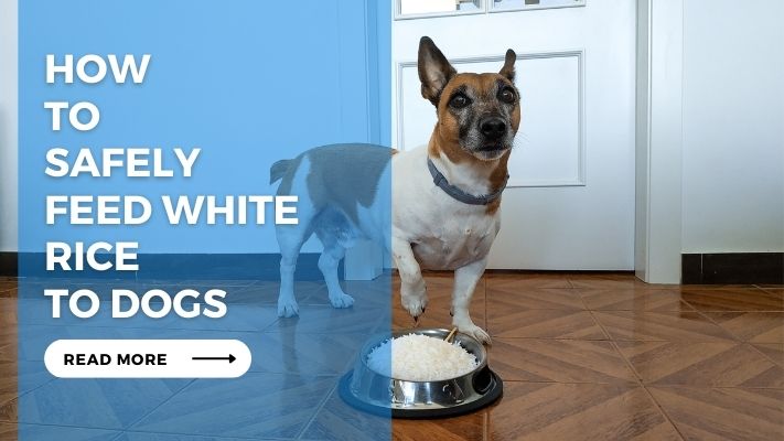 How to Safely Feed White Rice to Dogs