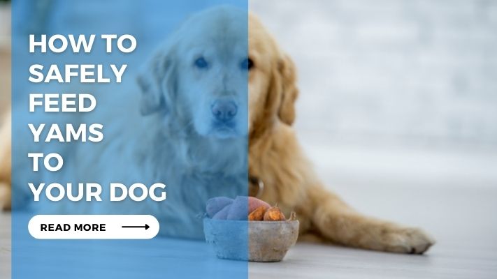 How to Safely Feed Yams to Your Dog