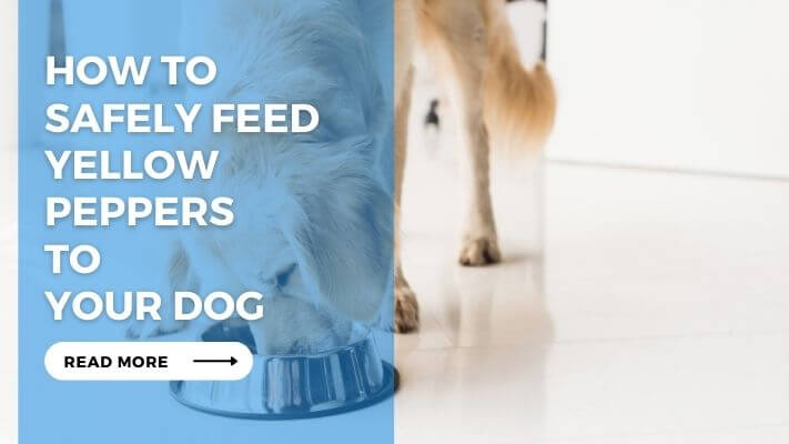 How to Safely Feed Yellow Peppers to Your Dog