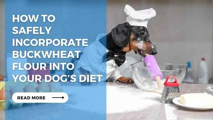 How to Safely Incorporate Buckwheat Flour into Your Dogs Diet