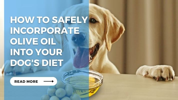 How to Safely Incorporate  Olive Oil  into Your  Dog's Diet