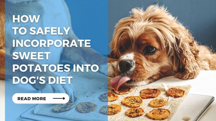 How to Safely Incorporate Sweet Potatoes into Dogs Diet