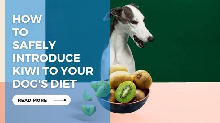 How to Safely Introduce Kiwi to Your Dog's Diet
